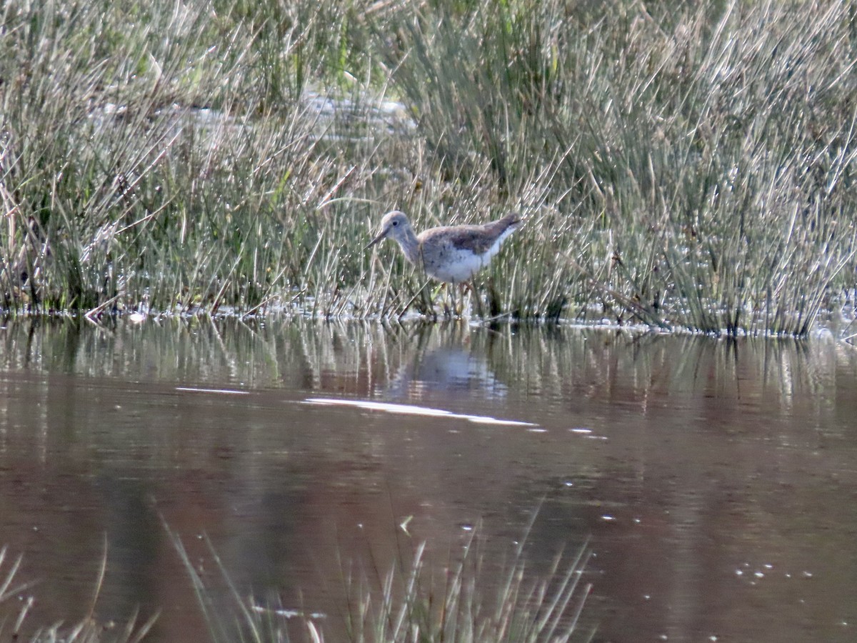 Greater Yellowlegs - ML548218381