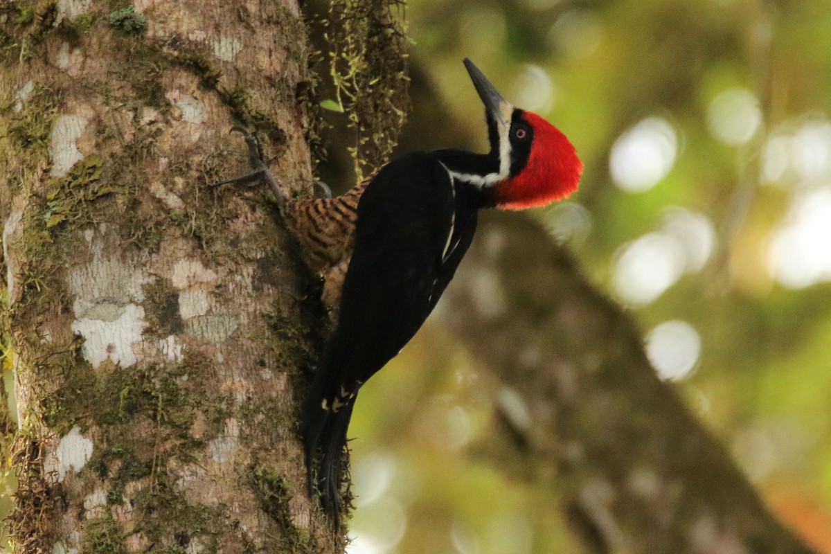 Powerful Woodpecker - Loch Kilpatrick