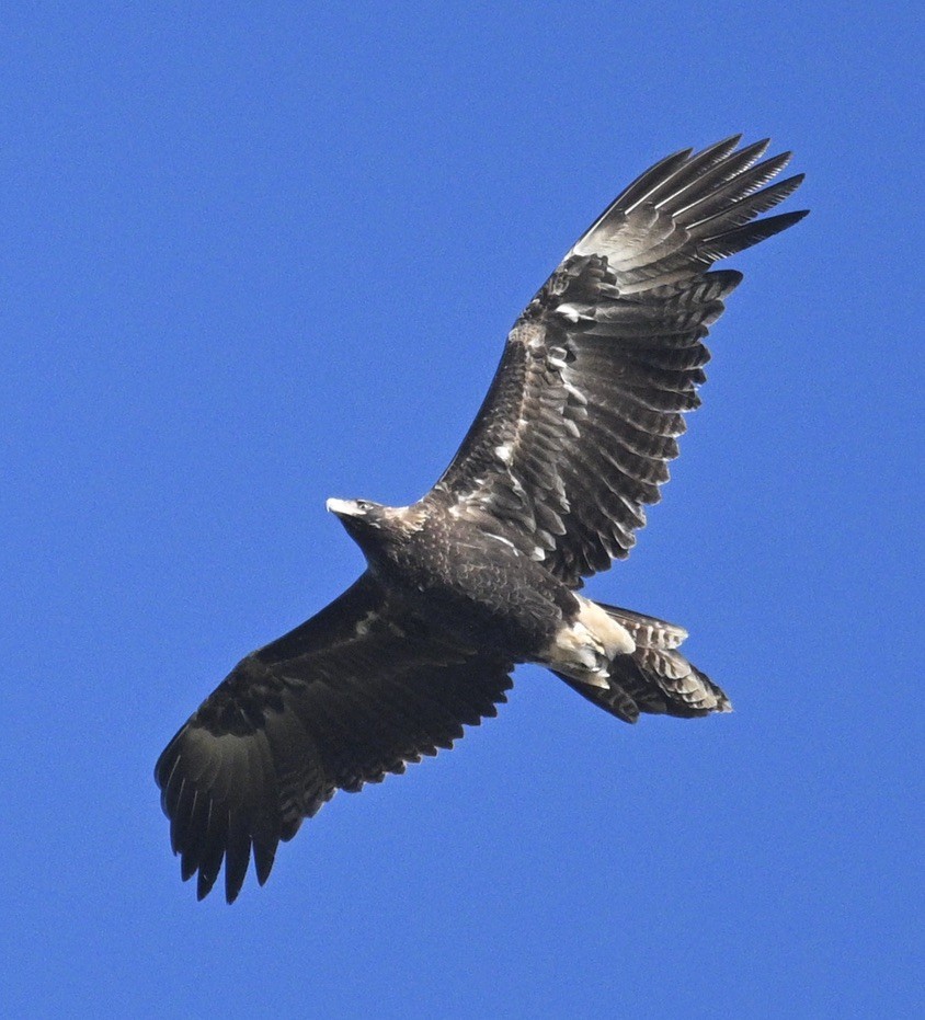 Wedge-tailed Eagle - ML548220351