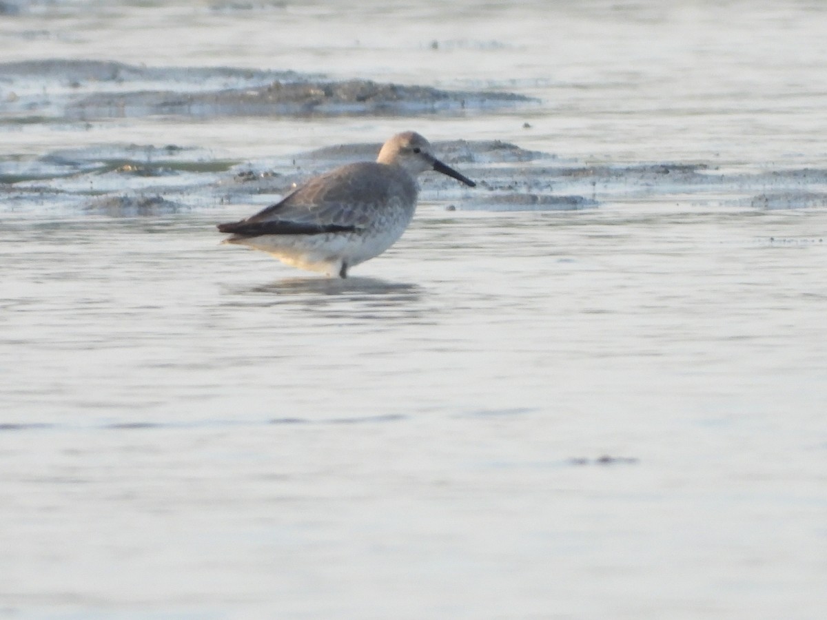 Red Knot - ML548221021