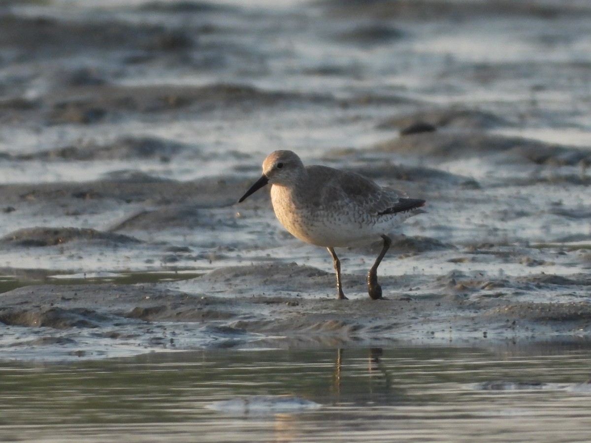 Red Knot - ML548221231