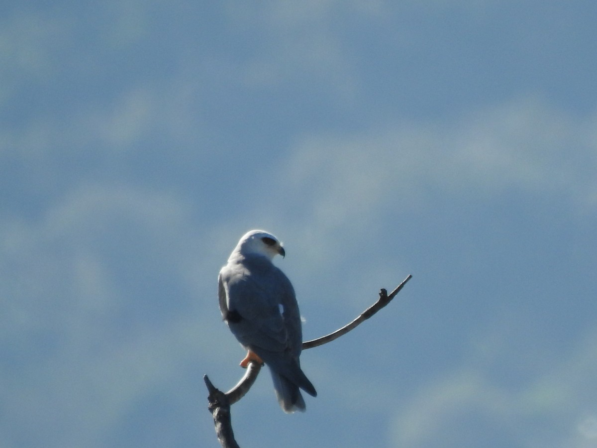 White-tailed Kite - ML548221461
