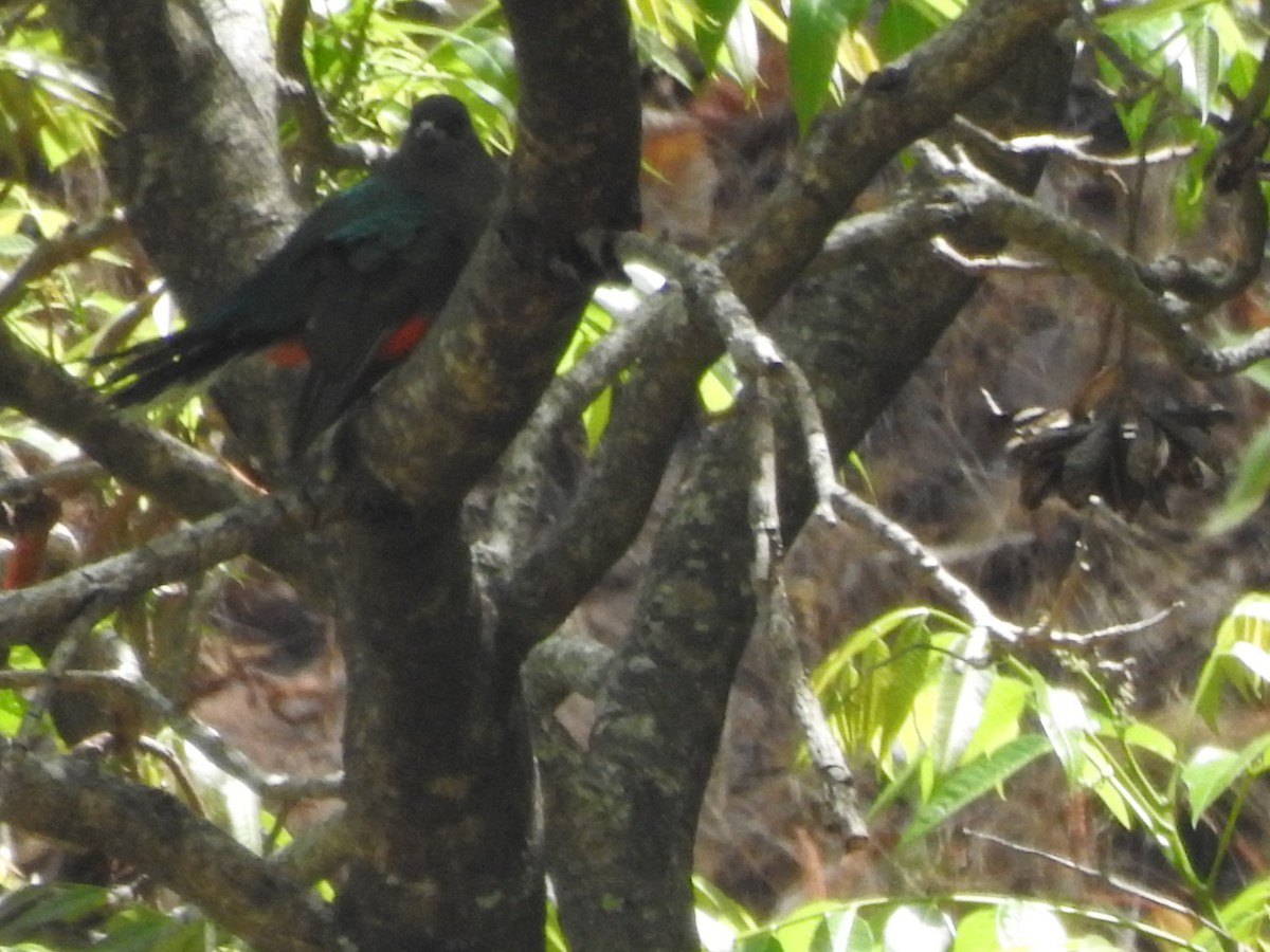 Quetzal oreillard - ML548222611