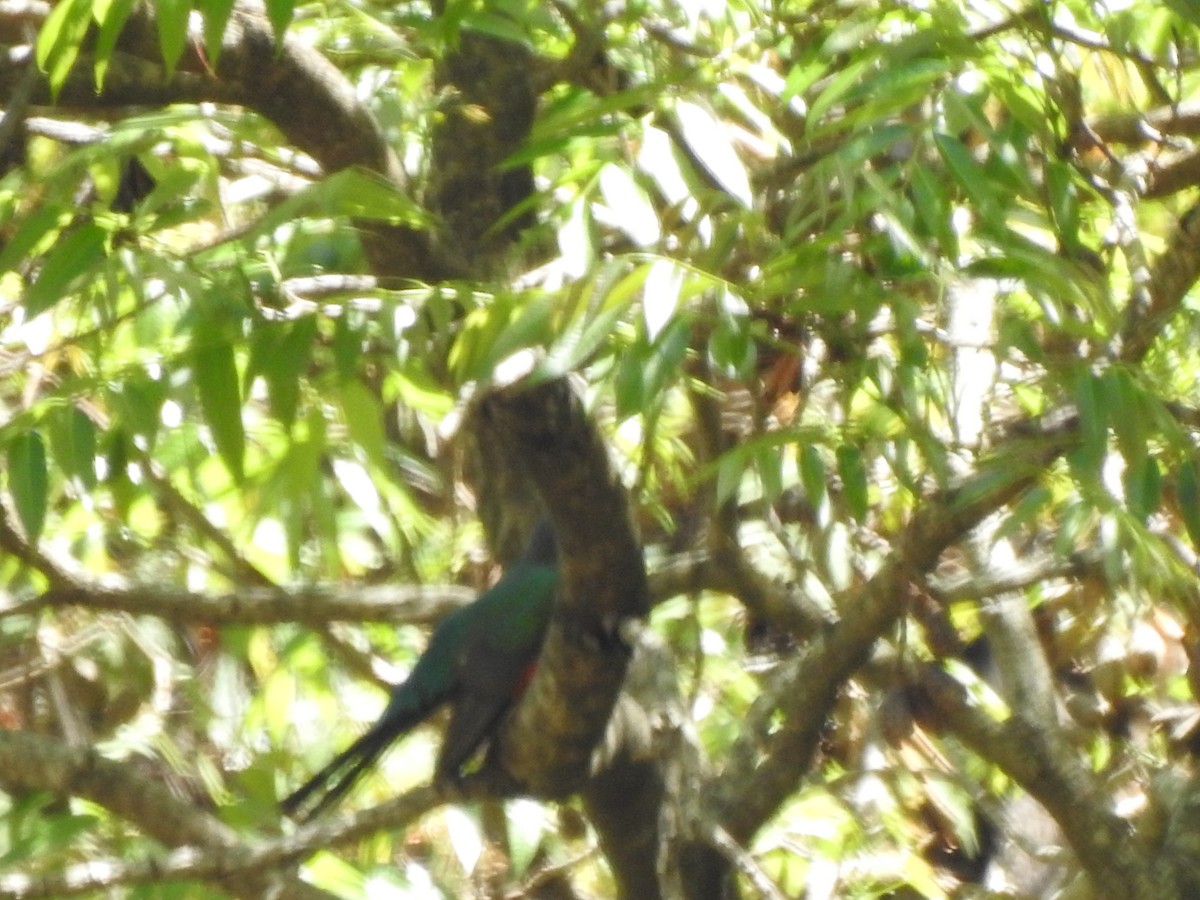 Quetzal oreillard - ML548222671