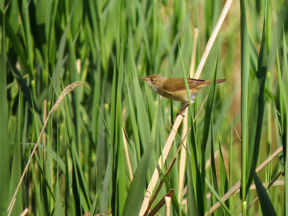 Common Reed Warbler - Luka Hercigonja