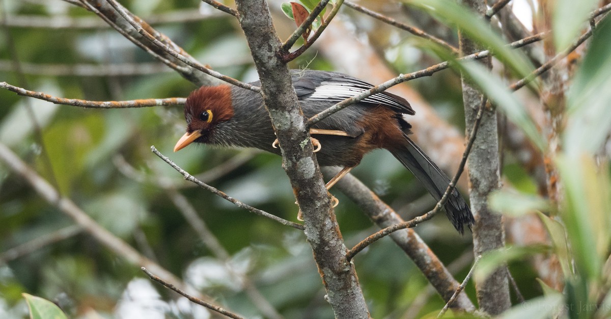 Chestnut-hooded Laughingthrush - Forest Botial-Jarvis