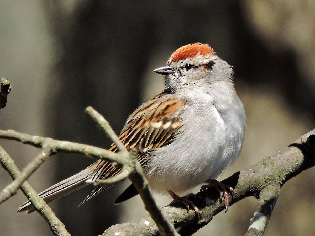 Chipping Sparrow - ML54822631