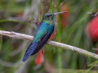  - Long-tailed Woodnymph