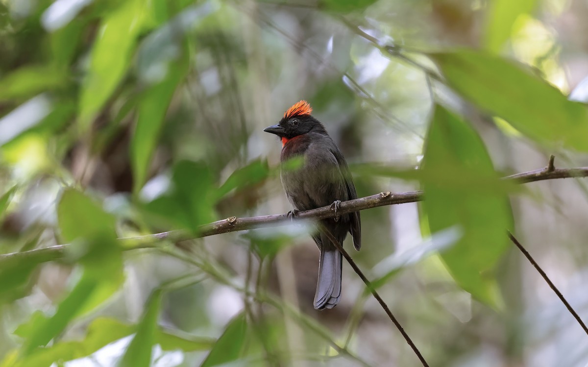 Sooty Ant-Tanager - ML548226921