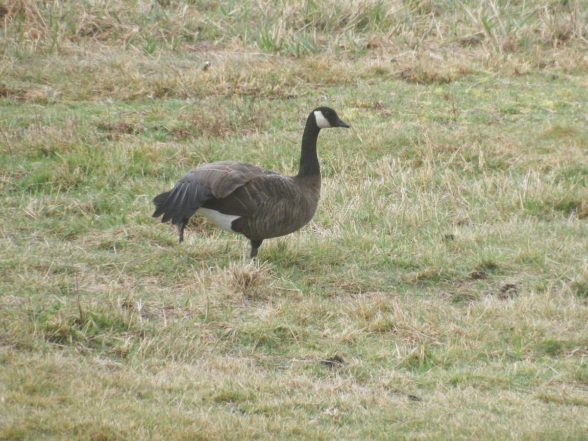 Canada Goose (occidentalis/fulva) - ML548226941
