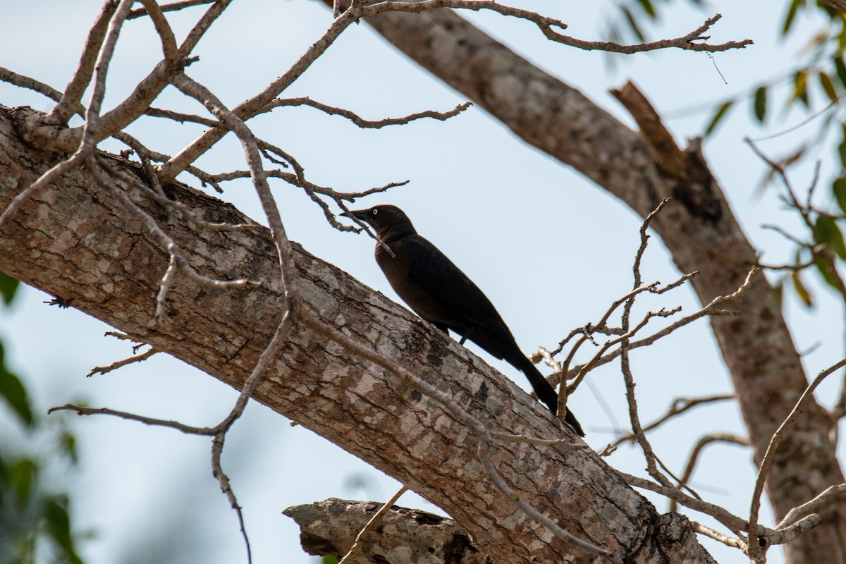 Great-tailed Grackle - ML548227021