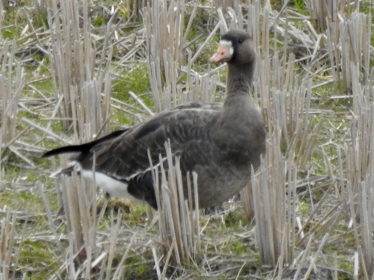 Greater White-fronted Goose - ML548227571
