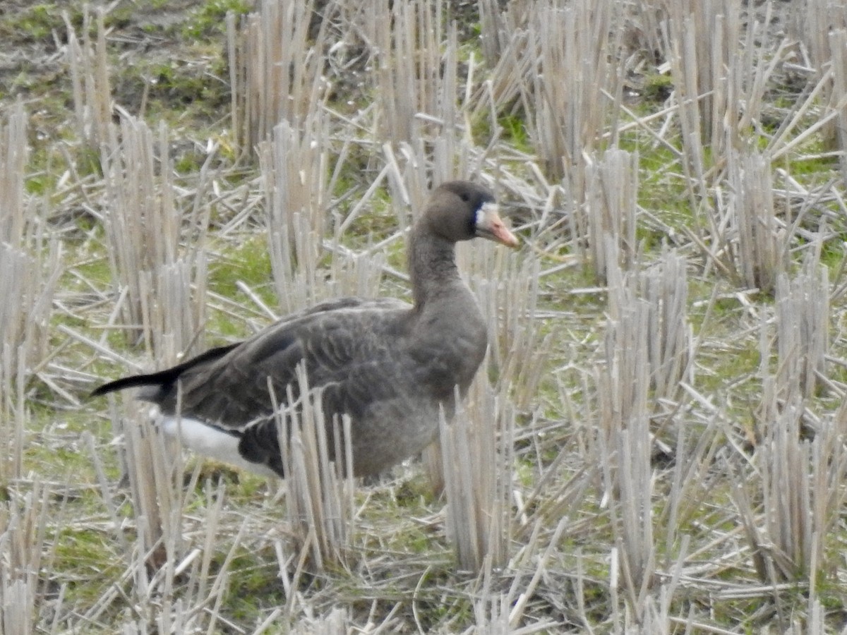 Greater White-fronted Goose - ML548227581