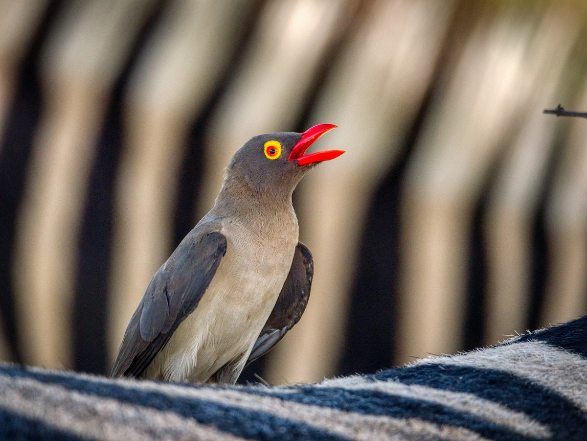 Red-billed Oxpecker - ML548228531