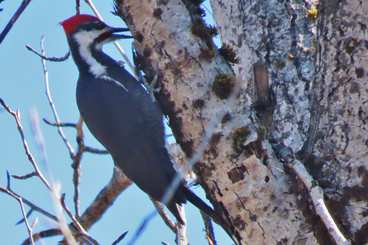 Pileated Woodpecker - ML548229951