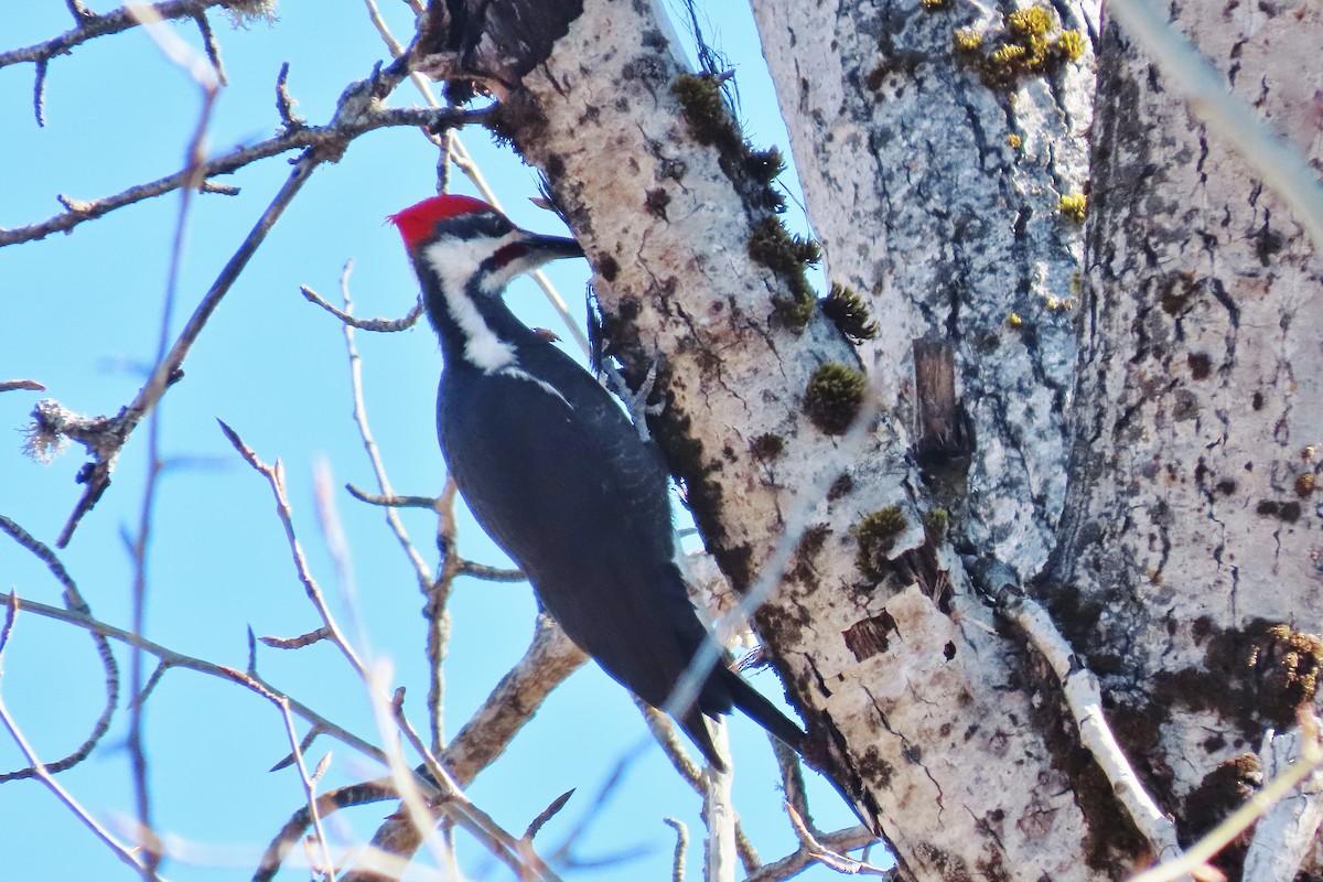 Pileated Woodpecker - ML548229961