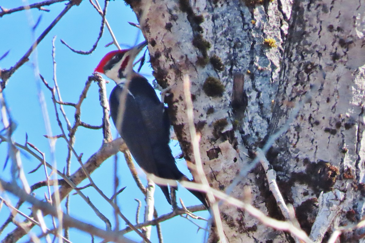 Pileated Woodpecker - ML548229971