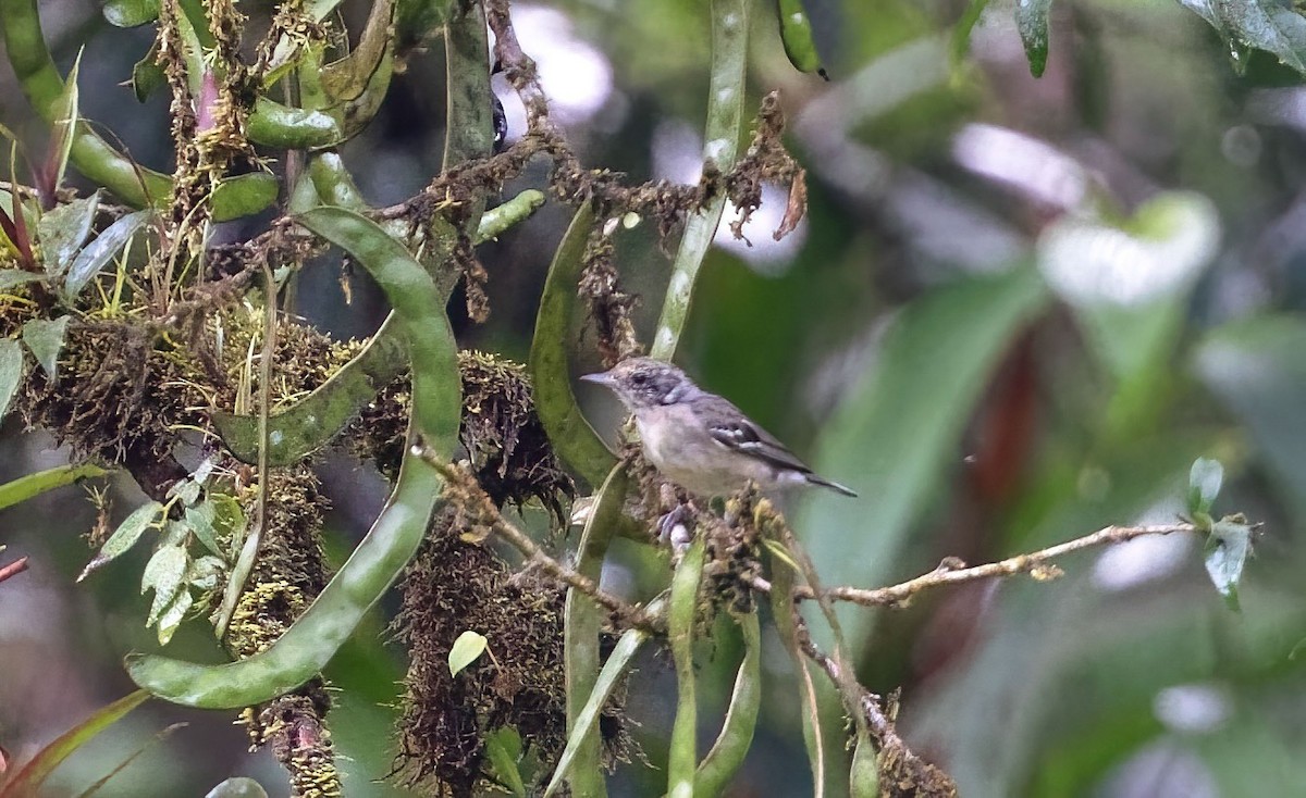 Bay-breasted Warbler - ML548231451
