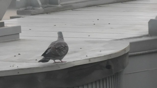 Speckled Pigeon - ML548238471
