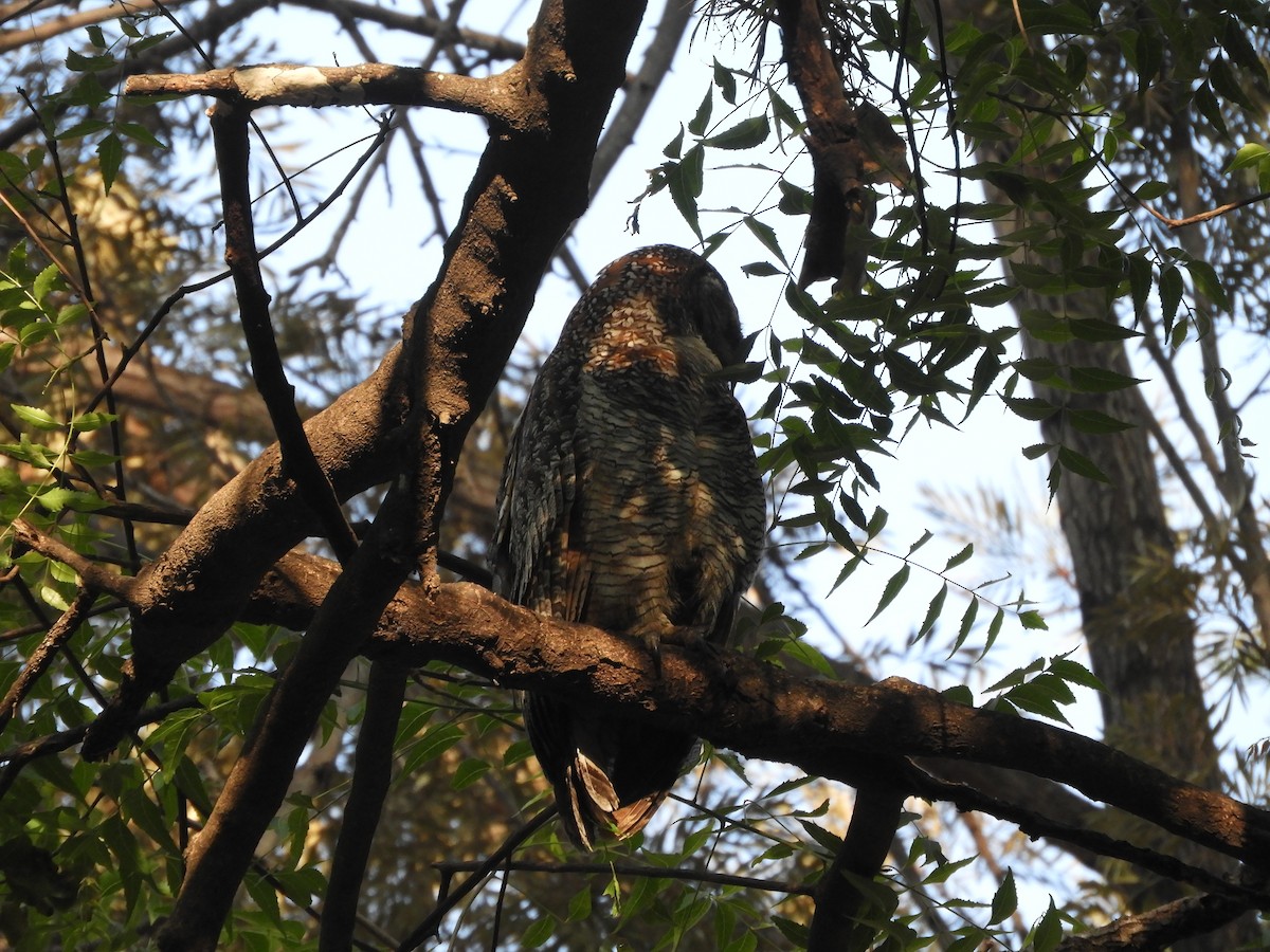 Mottled Wood-Owl - Sridhara B A