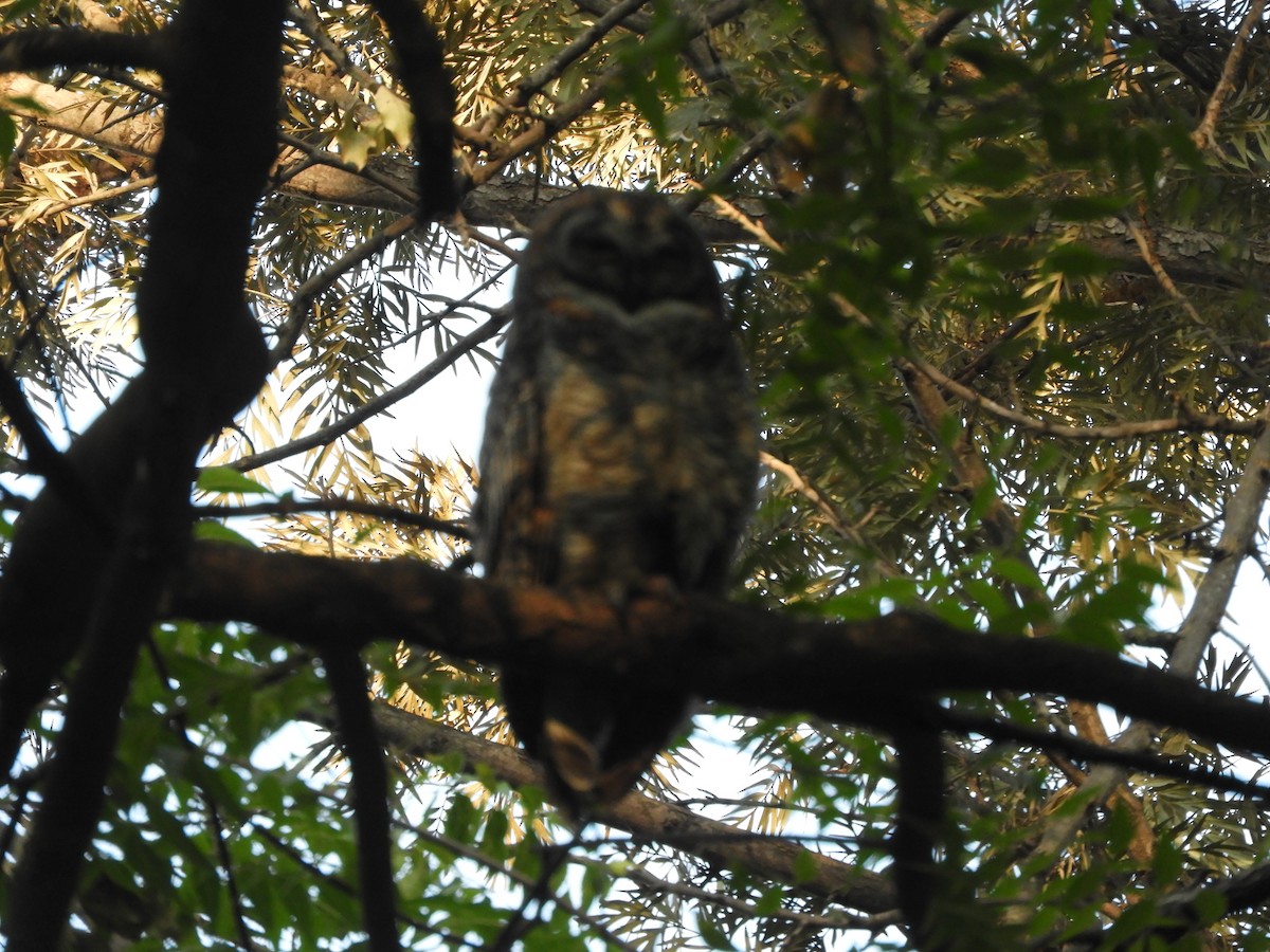 Mottled Wood-Owl - ML548241251