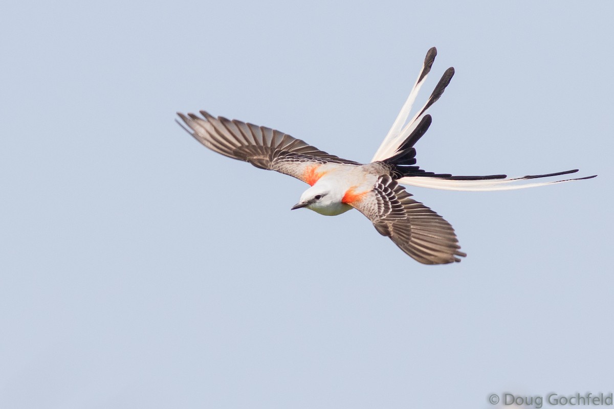 Scissor-tailed Flycatcher - Doug Gochfeld
