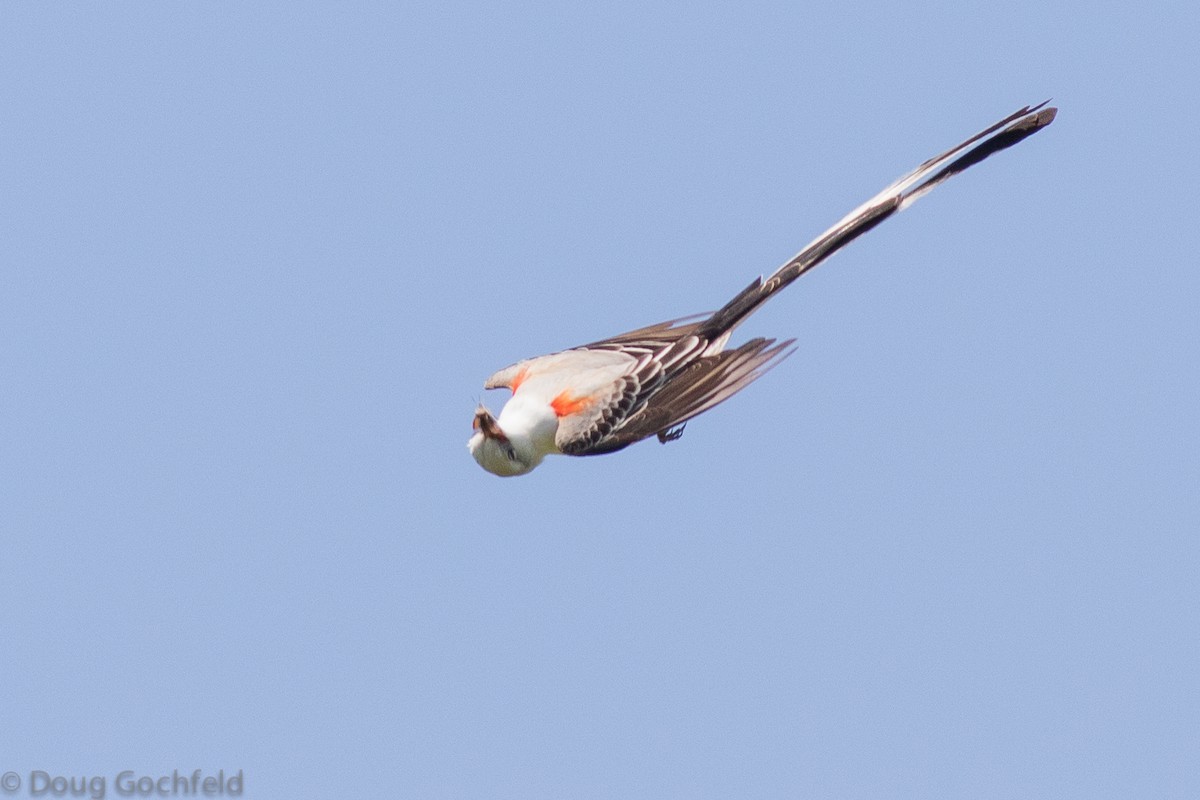 Scissor-tailed Flycatcher - ML54824301