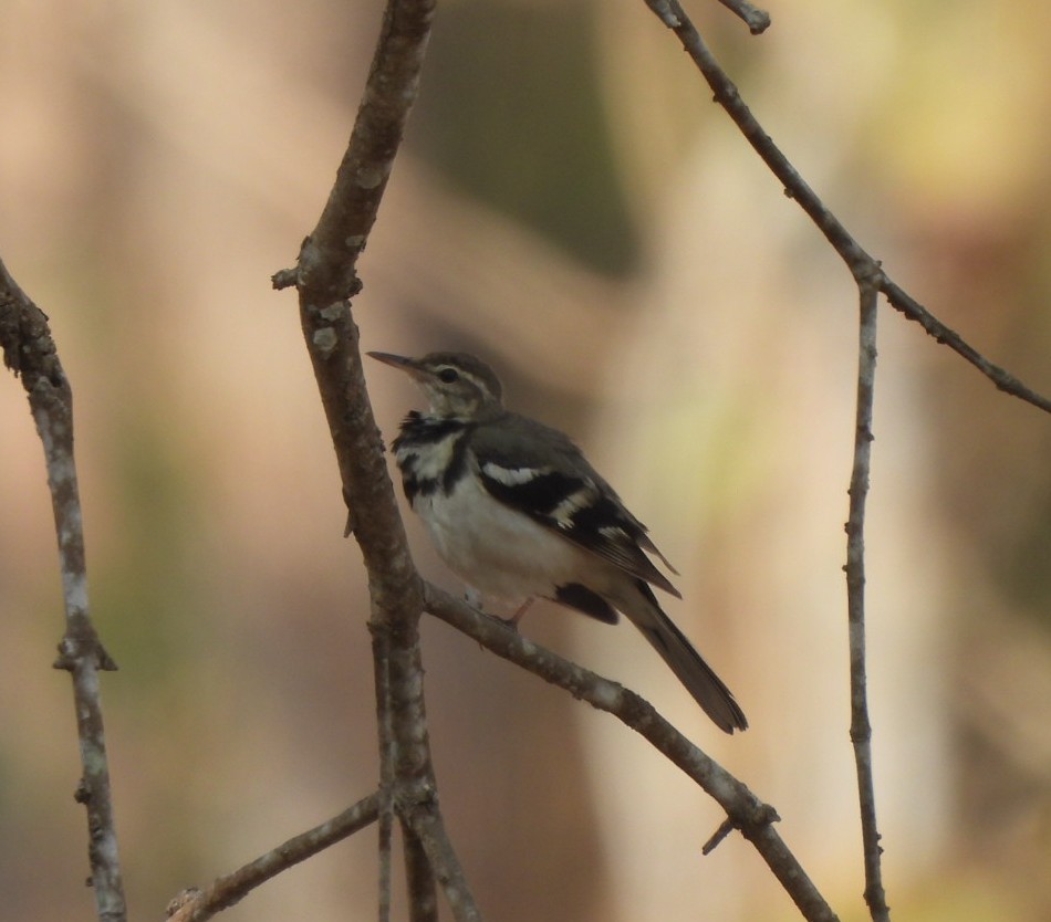Forest Wagtail - ML548243691