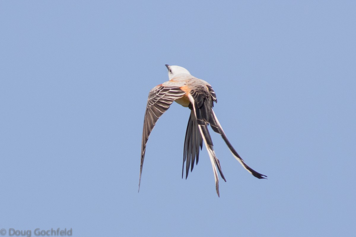 Scissor-tailed Flycatcher - ML54824441