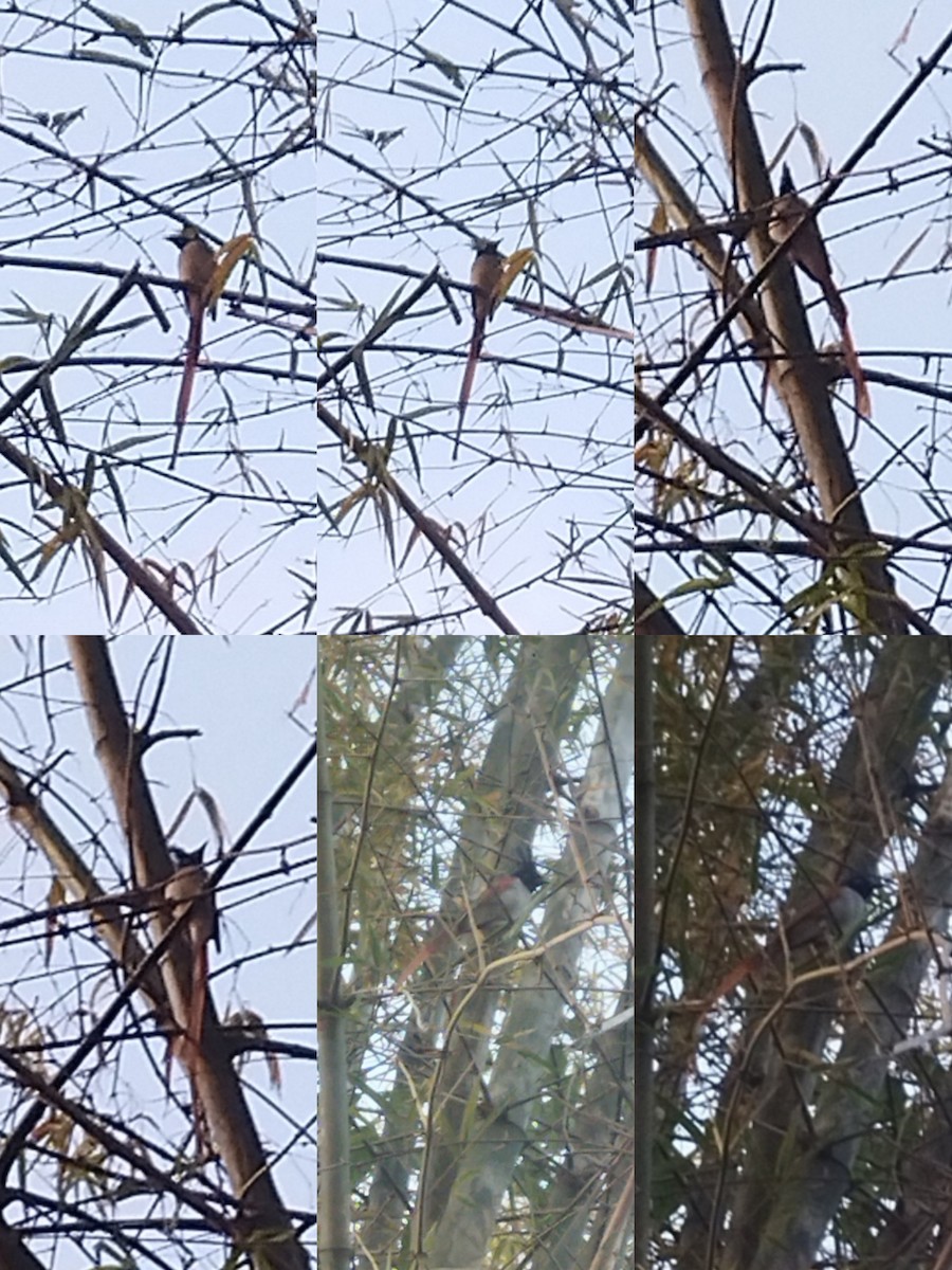 Indian Paradise-Flycatcher - ML548245161