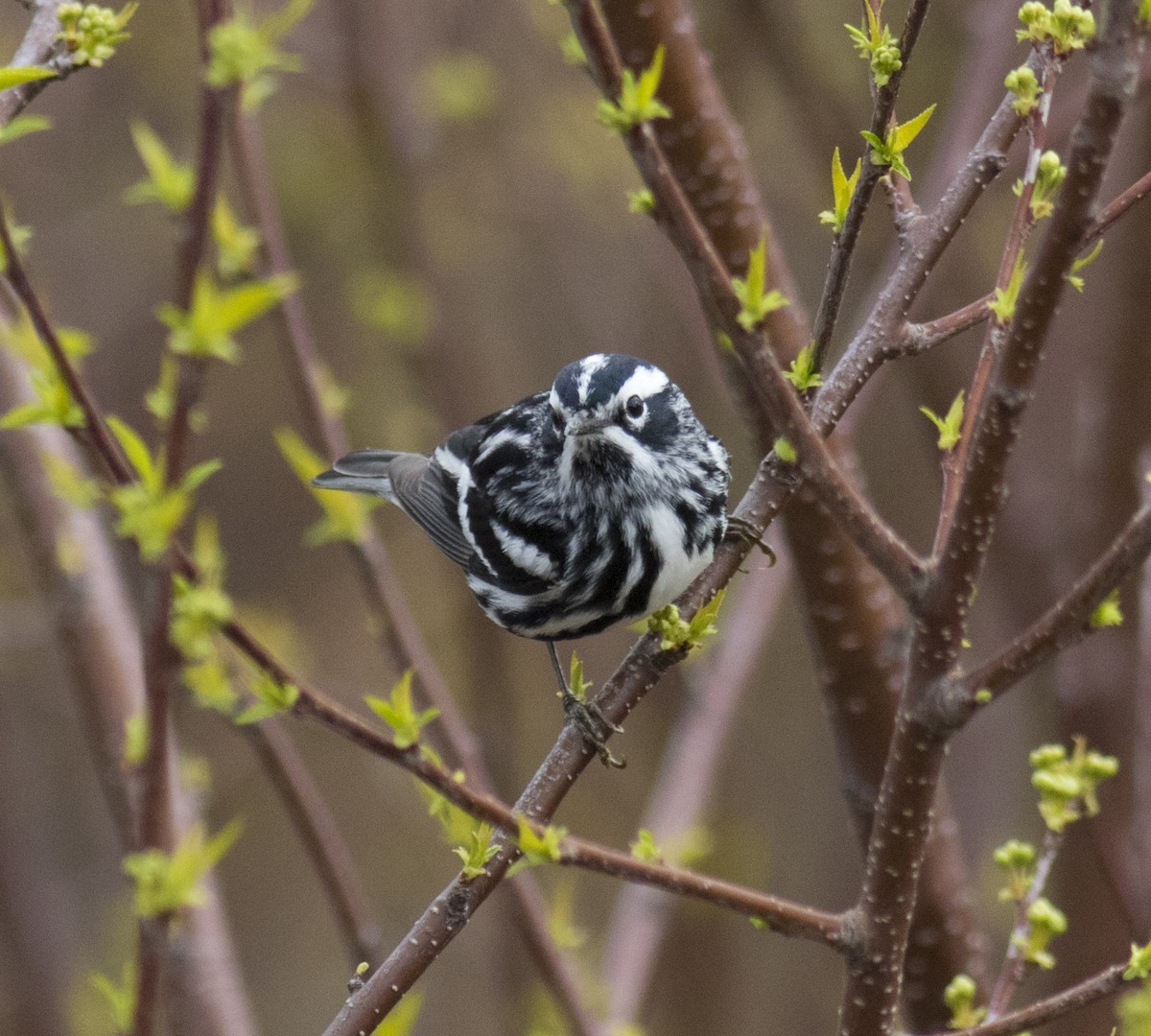 Black-and-white Warbler - ML54825051