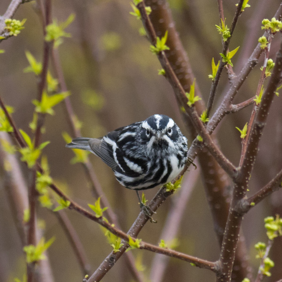 Black-and-white Warbler - David Brown
