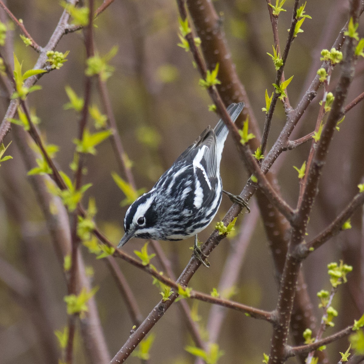 Black-and-white Warbler - ML54825081