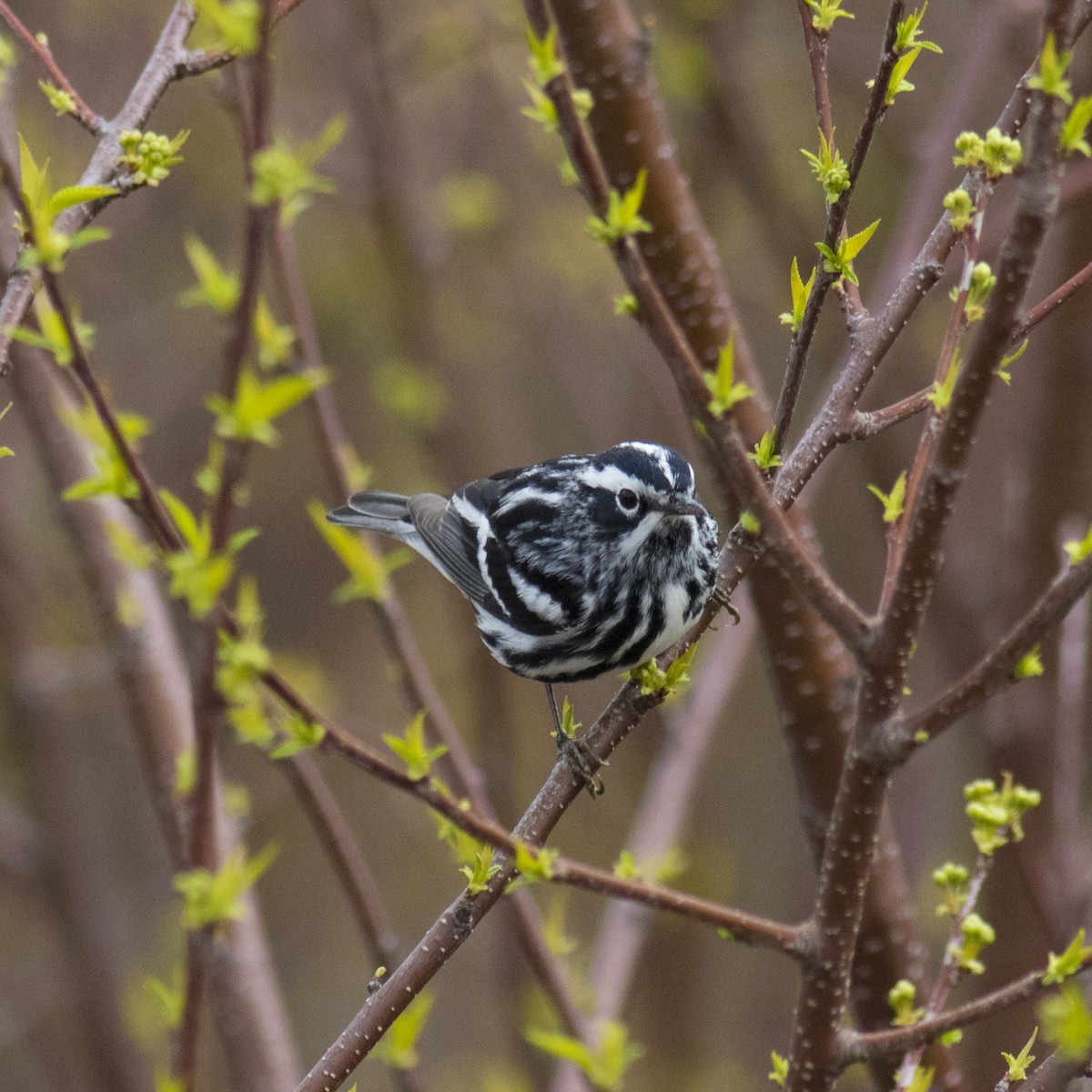 Black-and-white Warbler - David Brown