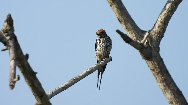 Lesser Striped Swallow - ML548257561