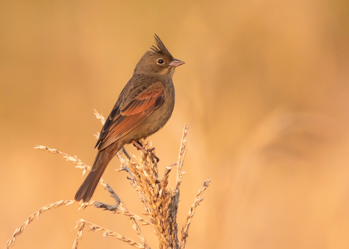 Crested Bunting - ML548258641