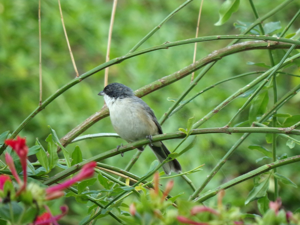 Black-capped Warbling Finch - ML548258931