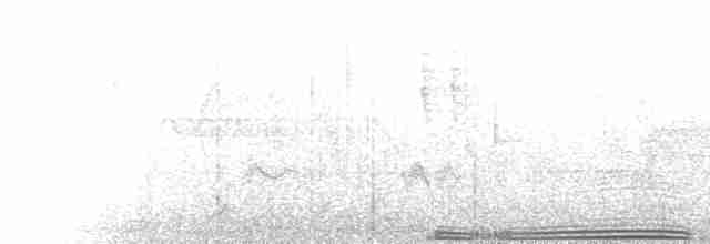  - Band-tailed Pigeon (Northern)