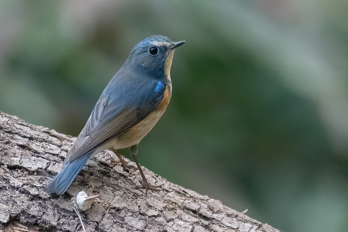 Red-flanked Bluetail - ML548260061