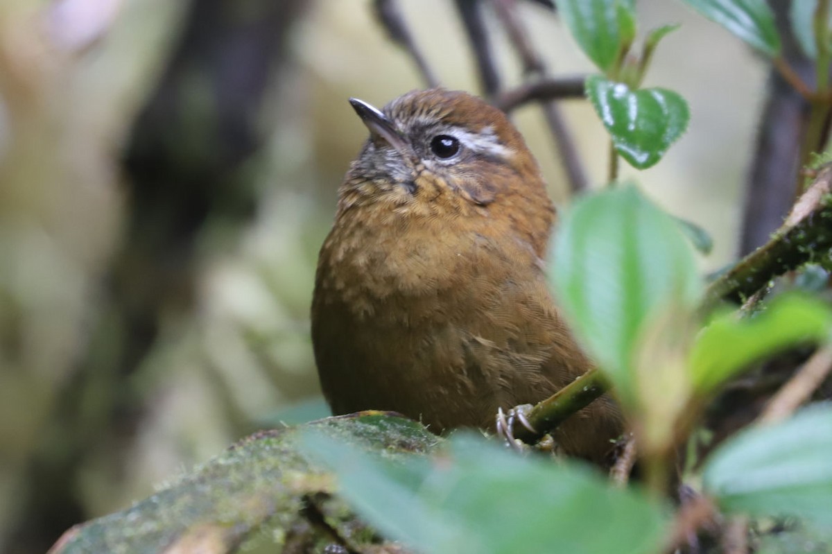White-browed Spinetail - ML548260351