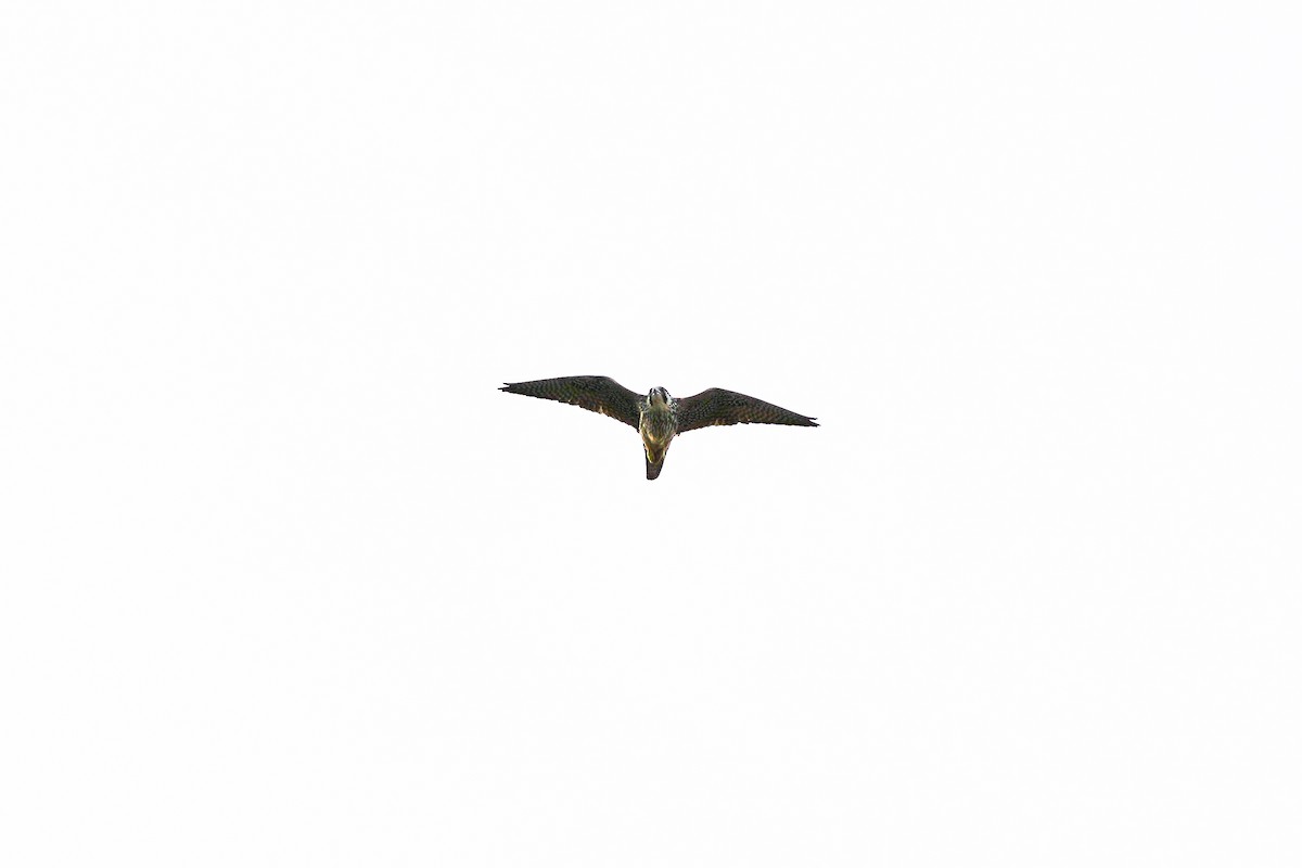 Peregrine Falcon (Tundra) - ML548262301