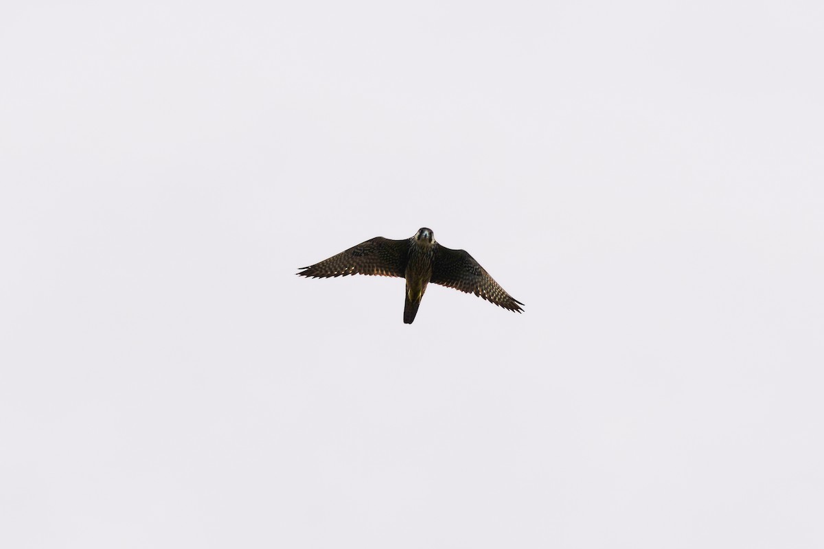 Peregrine Falcon (Tundra) - ML548262321