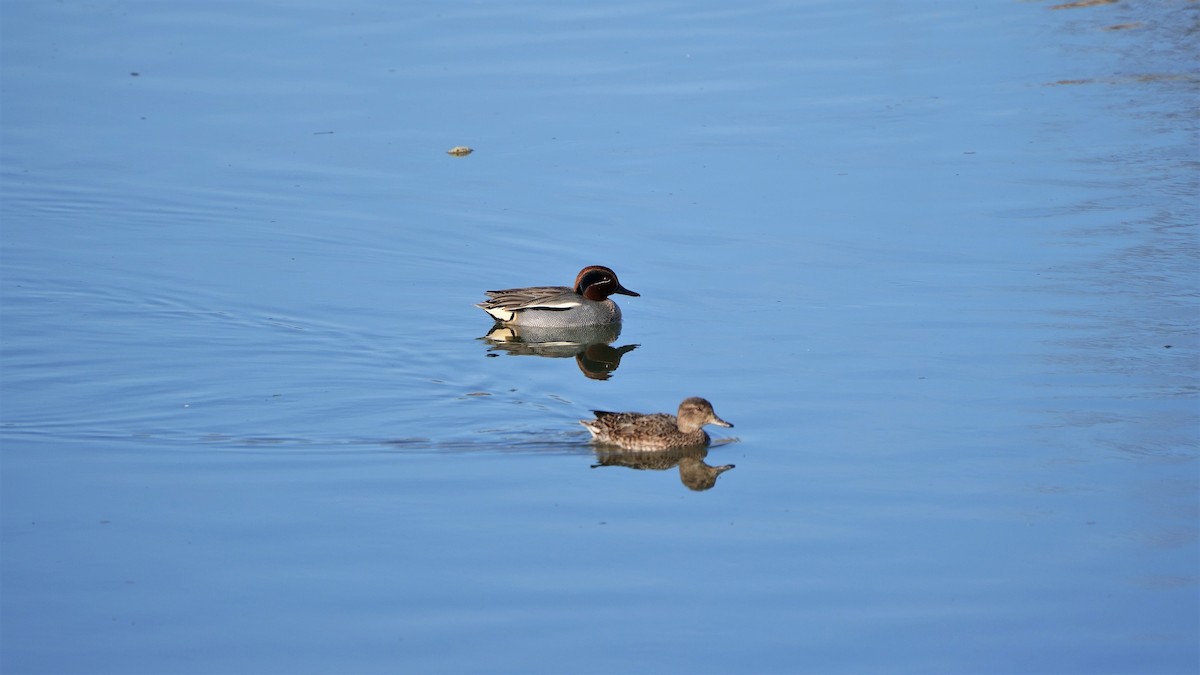 Green-winged Teal - ML548262441