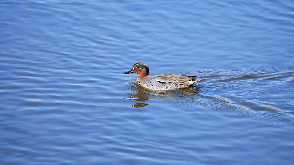 Green-winged Teal - ML548262451