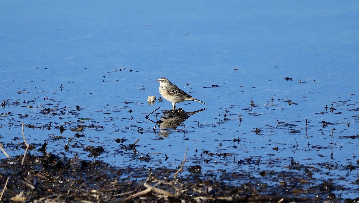 Water Pipit - ML548262491