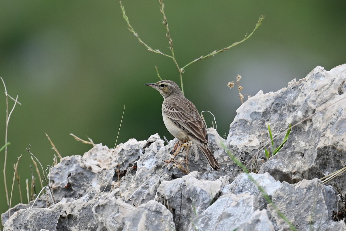 Long-billed Pipit (Middle Eastern) - ML548264211