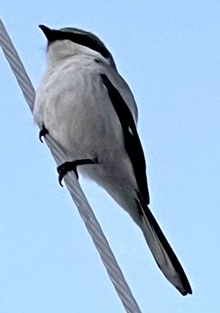 Loggerhead Shrike - Craig Brelsford