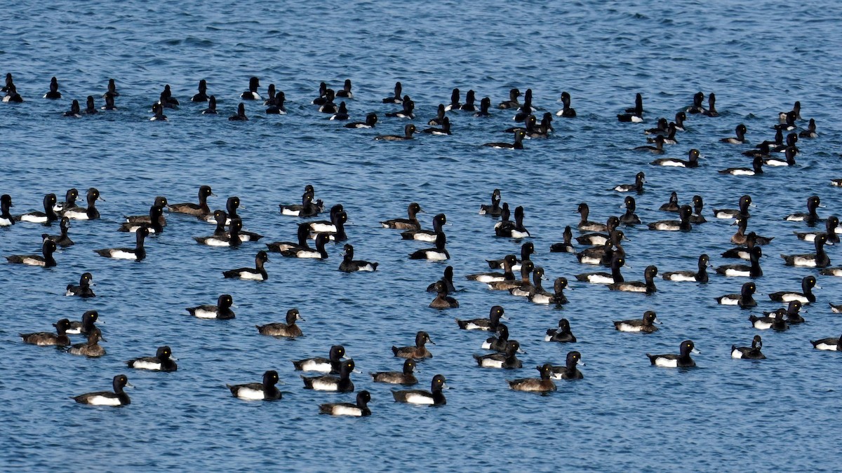 Tufted Duck - ML548273821