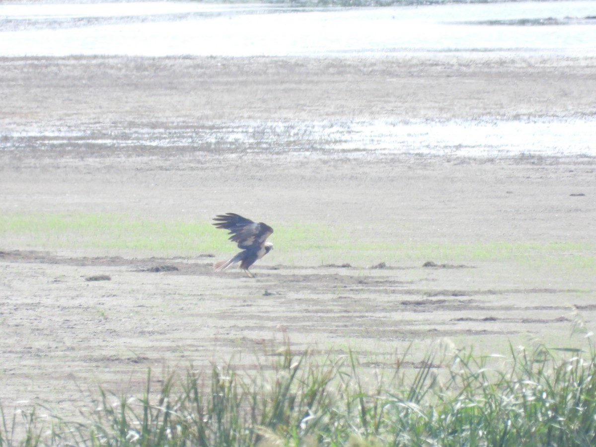 Eastern Marsh Harrier - Jonathan Hu