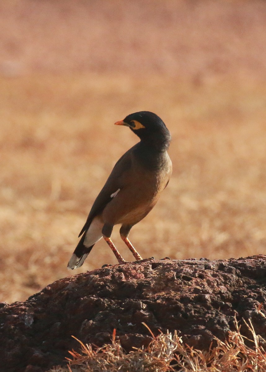 Common Myna - shino jacob koottanad